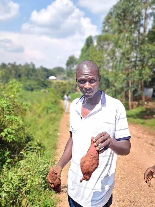 Farmer holding sweet potatoes
