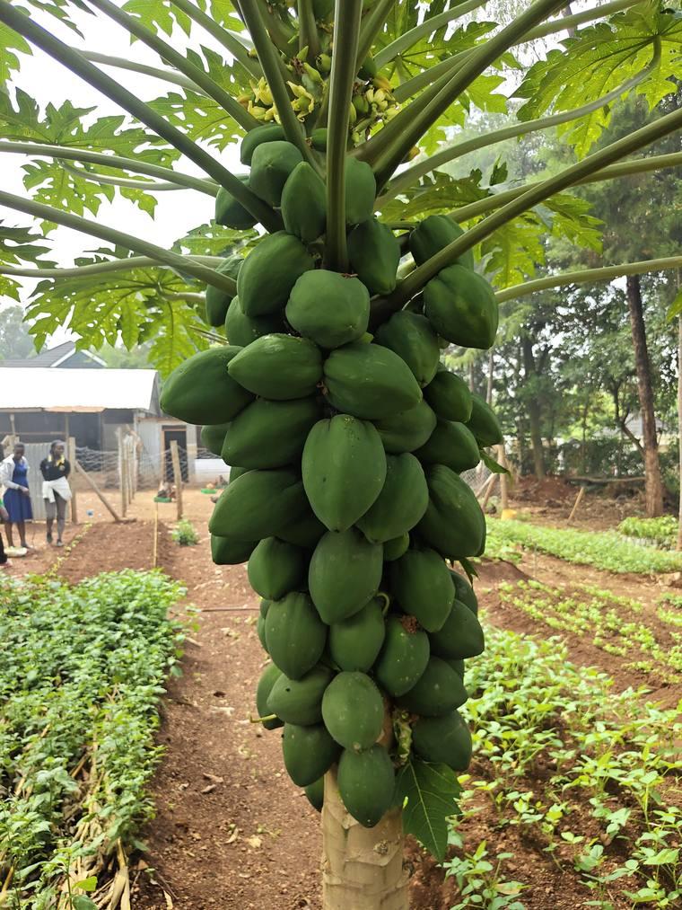Papaya tree heavy with green fruit on a Kenyan farm
