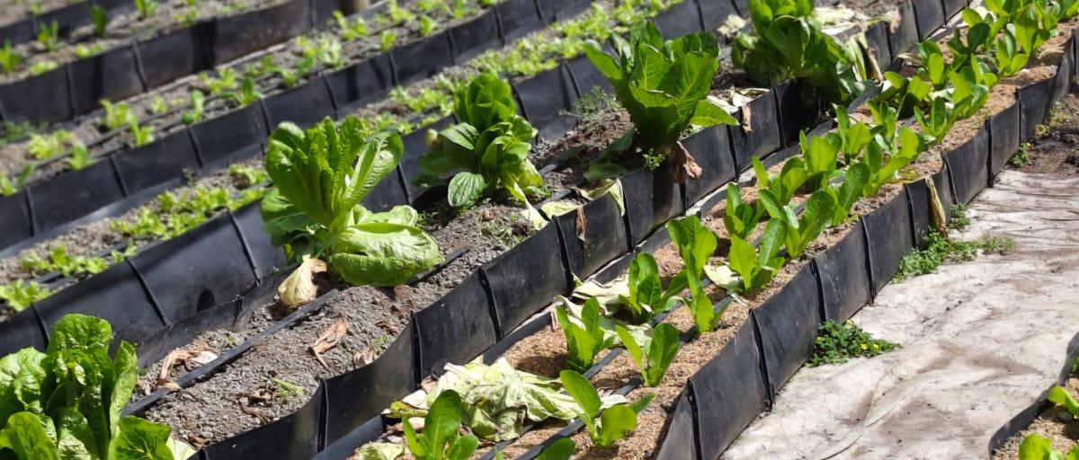 Drip irrigation lines running through a vegetable field