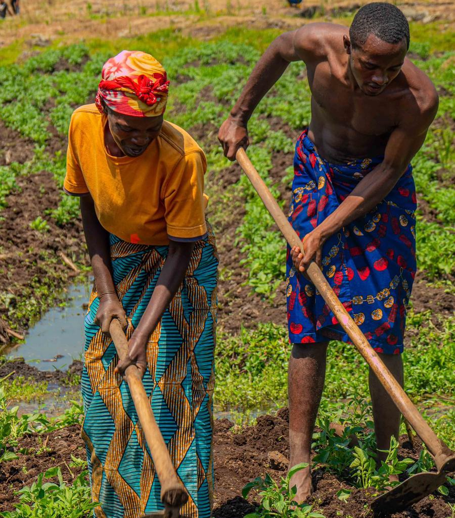 Two Kenyan farmers working crop rows with hoes